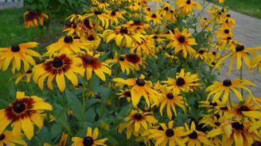 Rudbeckia 'nın sarı çiçekleri rüzgarda sallanıyor. Bahçedeki çiçek tarhında bir yaz çiçeği. Tomurcuklar kapanıyor. Doğal arka plan. Rudbeckia fulgida türü Goldsturm sullivantii. Hint Yazı