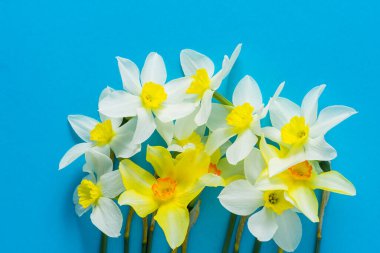 Mavi arka planda beyaz ve sarı nergisler. Turuncu merkezli çiçek. Bahar çiçekleri. Basit bir nergis otu. Narcissus buketi. Çiçek konsepti.