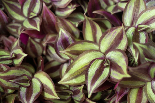 Tradescantia Motley Multicolor Home Flower Purple Leaves Grade Leonora Blossfeldiana — Stock Fotó