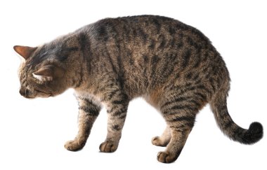 European cat isolated on white background. Home gray brown striped.