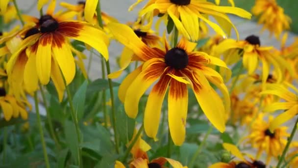 Yellow Flowers Rudbeckia Sway Wind Summer Flower Flower Bed Garden — стоковое видео