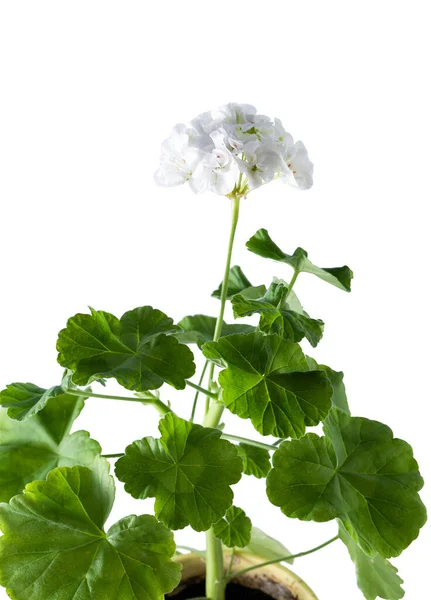 Geranium isolated on white background. White flower and green geranium leaves. Indoor plant. blooming bud