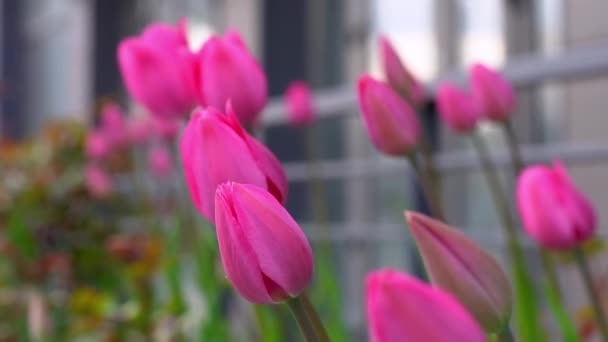 Roze Tulpen Een Bloembed Tulpenknop Zwaait Wind Bloemenbed Tuin Prachtige — Stockvideo