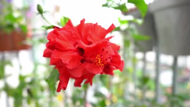 Hibiscus Blooms Red Flower Chinese Tea Rose Big Bright Bud — Stock video