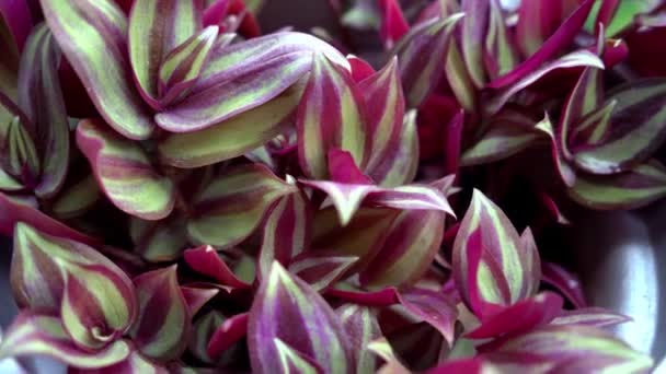 Tradescantia Motley Multicolor Home Flower Purple Leaves Grade Leonora Blossfeldiana — 图库视频影像