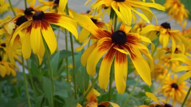Yellow Flowers Rudbeckia Sway Wind Summer Flower Flower Bed Garden — Stockvideo