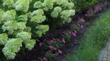 White and green hydrangea flowers. Flowering in the garden in summer. Large bud. Hydrangea flower swaying branches in the wind.