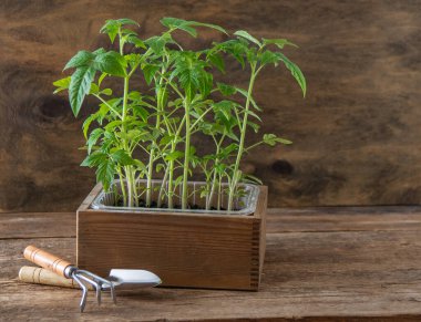 Domates tohumları. Bahar bahçıvanlığı. Domates çalısı. Evde sebze yetiştir. Üreme ve sebze bahçesi ekme. Bir kutuya yerleştir. Ahşap arkaplan.