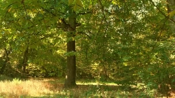 Las Hojas Amarillas Están Cayendo Del Árbol Gran Árbol Hoja — Vídeo de stock