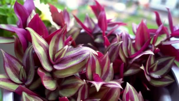 Tradescantia Motley Multicolor Home Flower Purple Leaves Grade Leonora Blossfeldiana — Vídeo de stock
