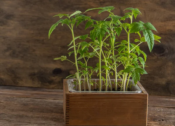 Seedling of tomatoes. Spring gardening. Bush of tomato. Grow vegetables at home. Propagation and planting a vegetable garden. Plant in a box. Wooden background.