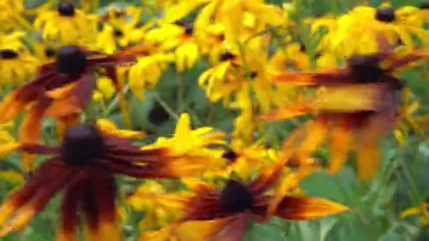 Yellow Flowers Rudbeckia Sway Wind Summer Flower Flower Bed Garden — Vídeo de stock