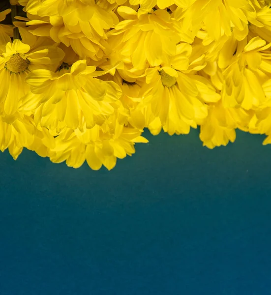 Żółte Kwiaty Chryzantemy Kwiat Bliska Kwiaty Kwiatowe Niebieskim Tle Przestrzeń — Zdjęcie stockowe