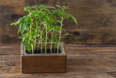 Domates tohumları. Bahar bahçıvanlığı. Domates çalısı. Evde sebze yetiştir. Üreme ve sebze bahçesi ekme. Bir kutuya yerleştir. Ahşap arkaplan.