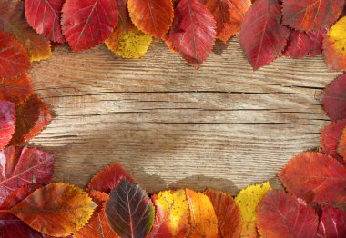 Sonbahar arkaplanı. Çerçeve. Uzayı kopyala Kırmızı, ahşap arka plandaki ağaçlardan portakal yaprakları. Önder yaprağı.