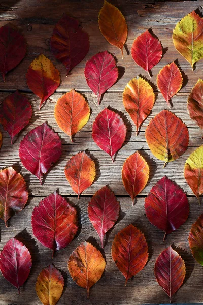 Herbst Hintergrund Rote Orangefarbene Blätter Von Bäumen Auf Einem Hölzernen — Stockfoto