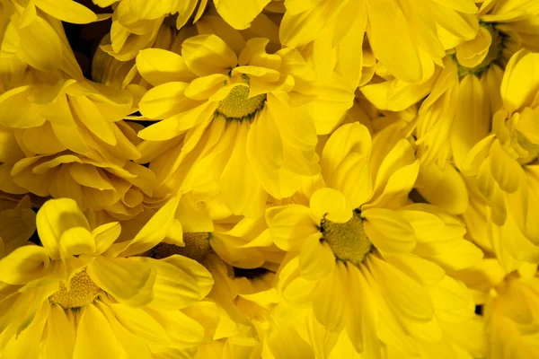 Żółte Kwiaty Chryzantemy Kwiat Bliska Kwiaty Kwiatowe Tło — Zdjęcie stockowe
