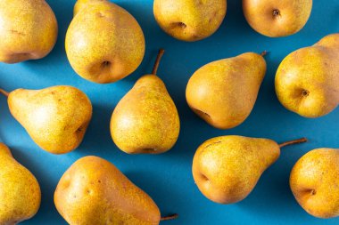 Mavi arka planda sarı armutlar. Meyve hasadı. Sonbahar hala hayattır. Armut çeşitliliğinde Bera Konferansı. Vitamin yiyeceği..