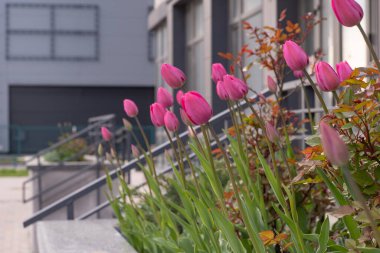 Pink tulips in a flower bed. The tulip bud sways in the wind. Flowerbed in the garden. Beautiful simple spring flowers. Floral background. To grow plants. Gardening outdoor in city.