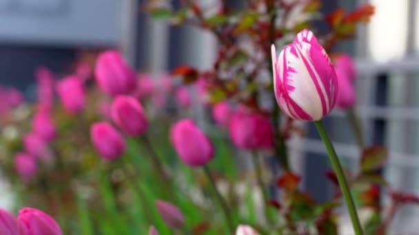 Çiçek Tarhında Pembe Laleler Lale Tomurcuğu Rüzgarda Sallanıyor Bahçede Çiçek — Stok video