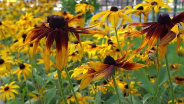 Yellow Flowers Rudbeckia Sway Wind Summer Flower Flower Bed Garden — Vídeo de stock