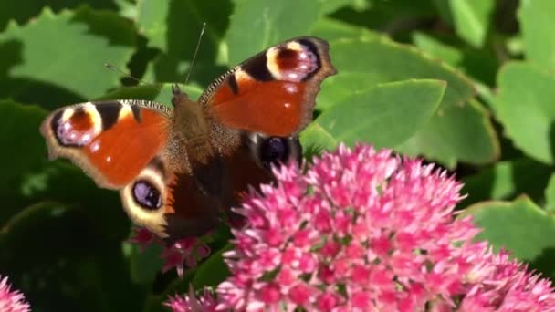 Papillon Paon Mange Sur Une Fleur Sedum Rose Chou Lièvre — Video