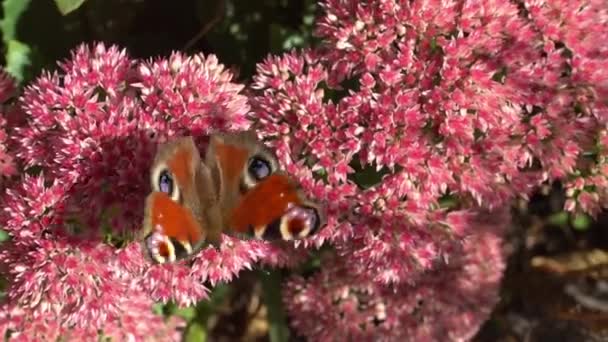 孔雀の蝶はピンクのセダムの花で食べています キャベツを共有します 昆虫による花の受粉がある花壇 蝶が飛ぶ 自然晴れた日 昆虫だ 蝶の羽 緑の植物が閉じます — ストック動画