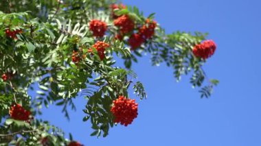 Rowan kümeleri rüzgarda sallanıyor. Açık güneşli bir günde Rowan ağacı dalları mavi gökyüzüne karşı dallanır. Doğa. Kırmızı ve turuncu böğürtlen hasadı. İlaç fabrikası. Dağ Külleri - Avrupa Sorbus aucuparyası.