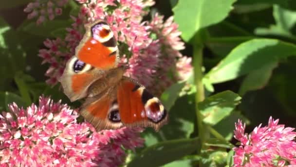 Una Farfalla Pavone Sta Mangiando Fiore Rosa Sedum Cavolo Lepre — Video Stock