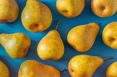 Mavi arka planda sarı armutlar. Meyve hasadı. Sonbahar hala hayattır. Armut çeşitliliğinde Bera Konferansı. Vitamin yiyeceği. Desen üst görünümü.