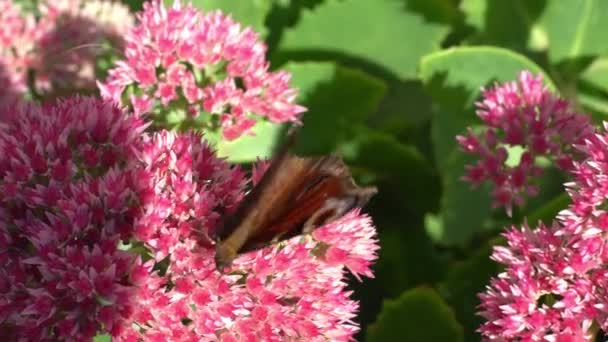 Papillon Paon Mange Sur Une Fleur Sedum Rose Chou Lièvre — Video
