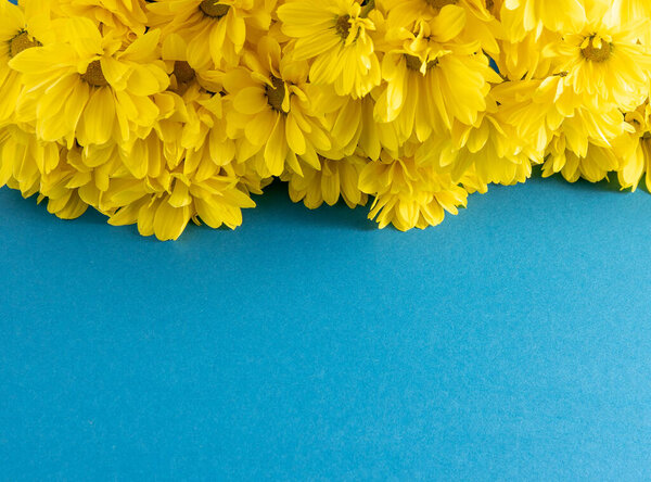 Yellow chrysanthemum flowers. Flower close-up. Floral flowers on blue background. Copy space.