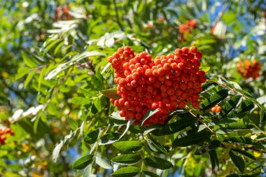 Rowan kümeleri rüzgarda sallanıyor. Açık güneşli bir günde Rowan ağacı dalları mavi gökyüzüne karşı dallanır. Doğa. Kırmızı ve turuncu böğürtlen hasadı. İlaç fabrikası. Dağ Külleri - Avrupa Sorbus aucuparyası.