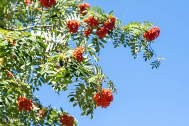 Rowan kümeleri rüzgarda sallanıyor. Açık güneşli bir günde Rowan ağacı dalları mavi gökyüzüne karşı dallanır. Doğa. Kırmızı ve turuncu böğürtlen hasadı. İlaç fabrikası. Dağ Külleri - Avrupa Sorbus aucuparyası.