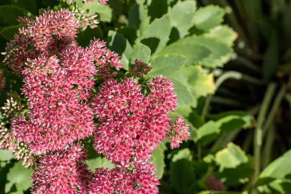 花壇のセダムピンクの花 庭の植物 デザインのための秋の花 特徴的なハイブリッドカールは夏に成長します 秋の喜びの花 — ストック写真