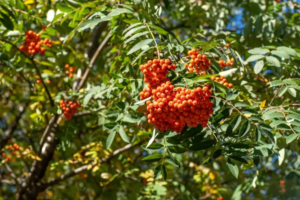 Racimos Remos Balancean Viento Ramas Rowan Árbol Contra Cielo Azul — Foto de Stock