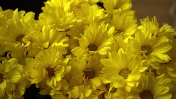 Buquê Crisântemos Amarelos Flor Outono Arbusto Crisântemo Natureza Fundo — Vídeo de Stock