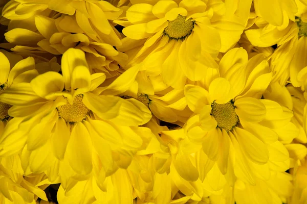 Flores Crisantemo Amarillo Primer Plano Flor Fondo Flores Florales — Foto de Stock