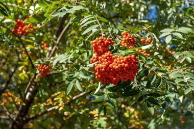 Rowan kümeleri rüzgarda sallanıyor. Açık güneşli bir günde Rowan ağacı dalları mavi gökyüzüne karşı dallanır. Doğa. Kırmızı ve turuncu böğürtlen hasadı. İlaç fabrikası. Dağ Külleri - Avrupa Sorbus aucuparyası.