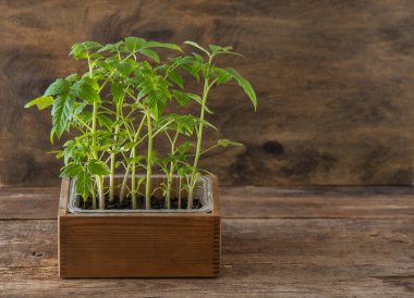 Domates tohumları. Bahar bahçıvanlığı. Domates çalısı. Evde sebze yetiştir. Üreme ve sebze bahçesi ekme. Bir kutuya yerleştir. Ahşap arkaplan.