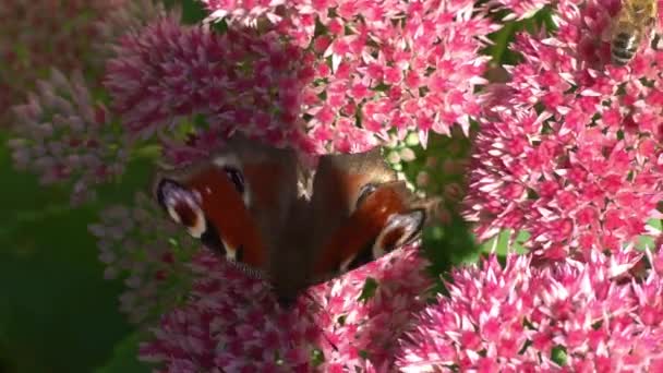 Павича Метелика Їдять Рожевій Квіточці Седум Капусті Заєць Клумба Забрудненням — стокове відео
