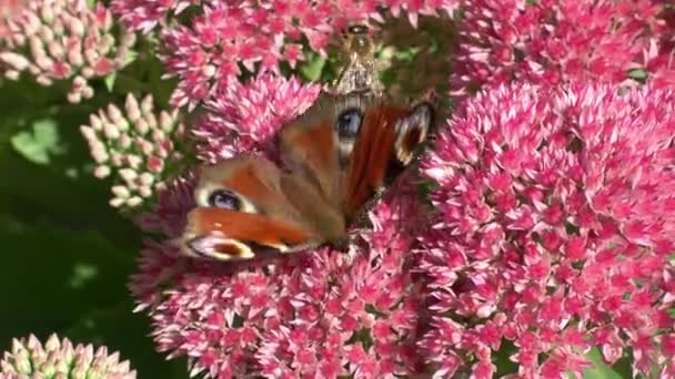 Tavus Kuşu Kelebeği Pembe Bir Sedum Çiçeğinin Üzerinde Yemek Yiyor — Stok video