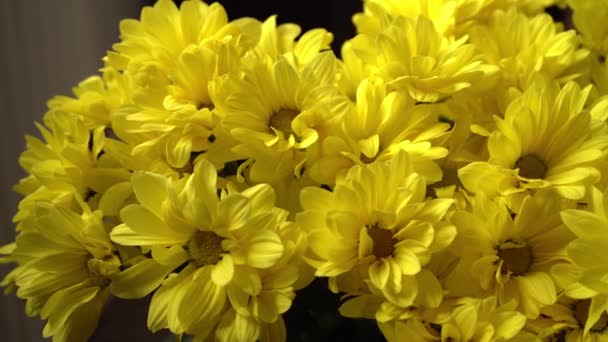 Kytice Žlutých Chryzantémů Podzimní Květina Chryzantémový Keř Pozadí Přírody — Stock video