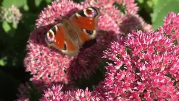 Una Mariposa Del Pavo Real Está Comiendo Una Flor Sedum — Vídeo de stock