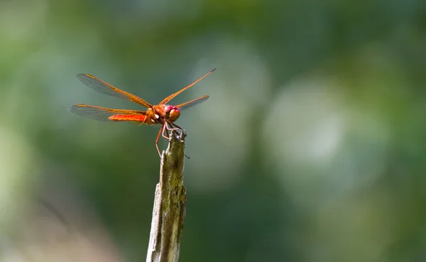 红成脉络的飞鱼蜻蜓 — 图库照片