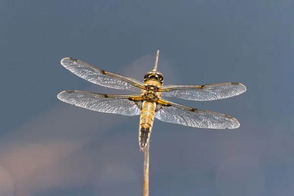 Four spotted Chaser Dragonfly — Stock Photo, Image