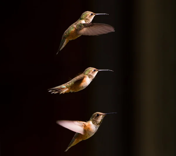 Rufous hummingbird — Stock Photo, Image