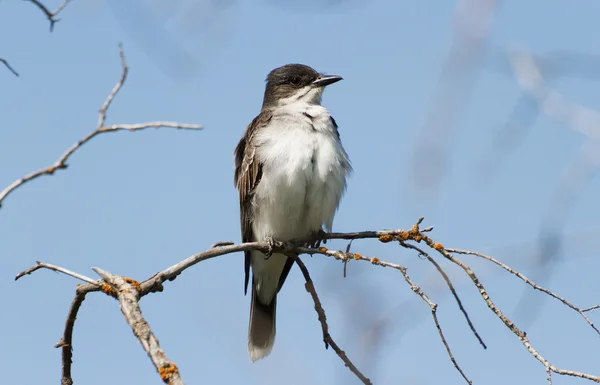 Östlicher Königsvogel — Stockfoto