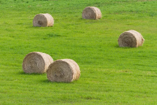 Fardo de feno — Fotografia de Stock