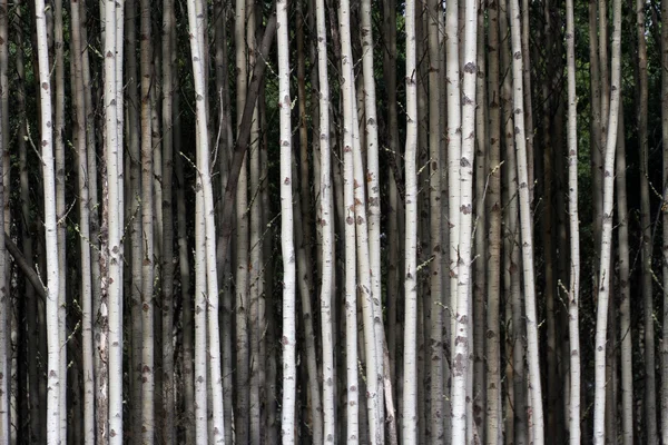 Aspen träd — Stockfoto